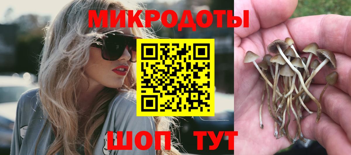 Псилоцибиновые грибы Psilocybine cubensis Котовск